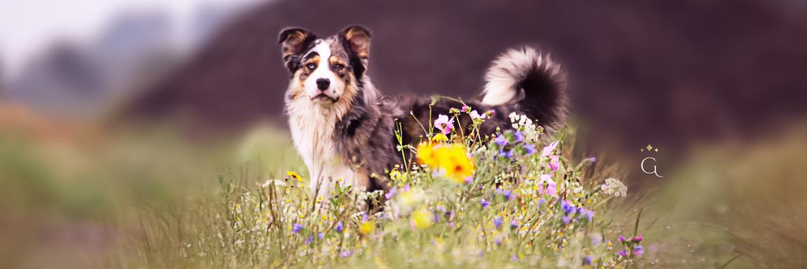 Trimsalon Ziezo impressie